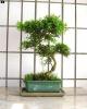 bonsai Photo Nr. 11