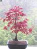bonsai Photo Nr. 20
