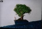 bonsai Photo Nr. 21