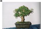 bonsai Photo Nr. 22