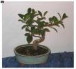 bonsai Photo Nr. 26