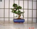 bonsai Photo Nr. 3